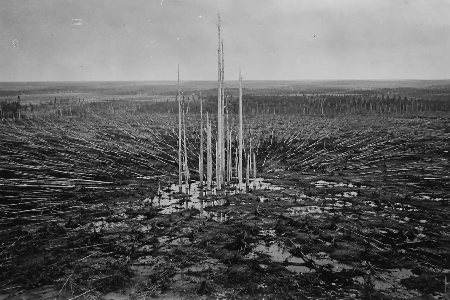 A high-contrast, black-and-white conceptual image showing stripped trees standing perfectly upright in a flat bog at the Tunguska epicentre, with no impact crater visible. Surrounding trees are flattened outward in a radial pattern.